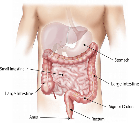 Your Intestines